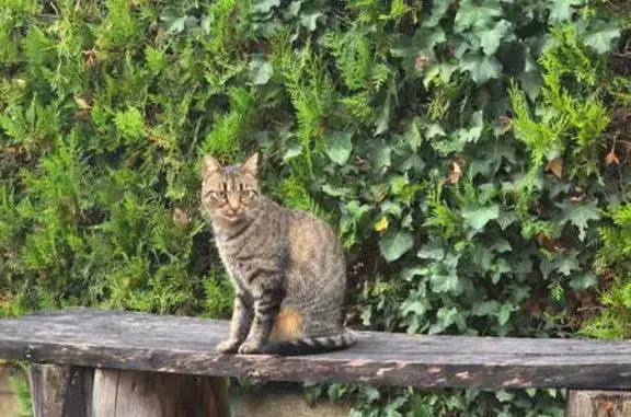 Chatte perdue route de Fonbeauzard - photo