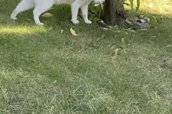 Lost White & Apricot Cat in Arlington