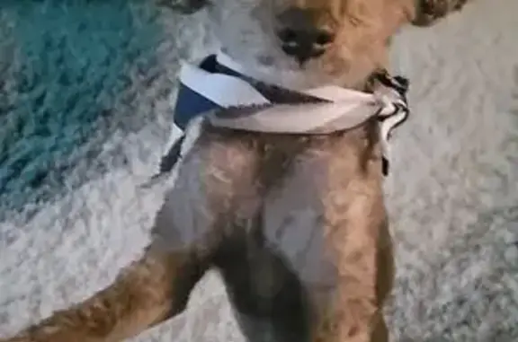 Lost Dog: Brown Wavy Coat in Conyers