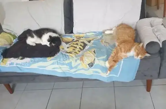 Chat perdu : roux/blanc, poils longs, St-Yrieix - photo
