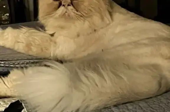 Lost Persian Cat: Bushy Tail on Craven