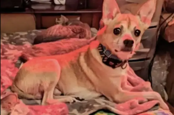 Lost Dog: Tan/White, Roscoe, Franklinville NC