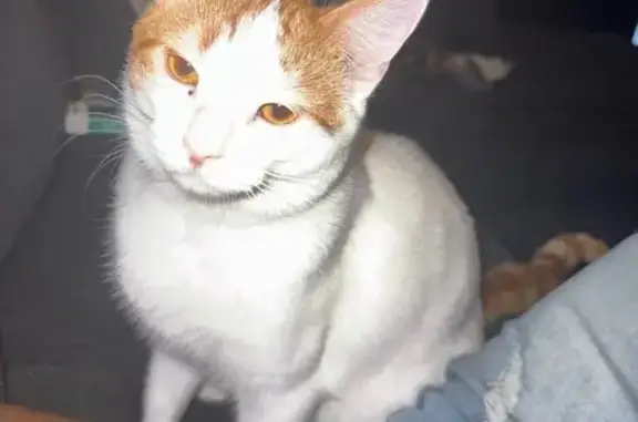 Lost and found pets Conway, photo: Help Find Our Lost Indoor Cat in Conway!