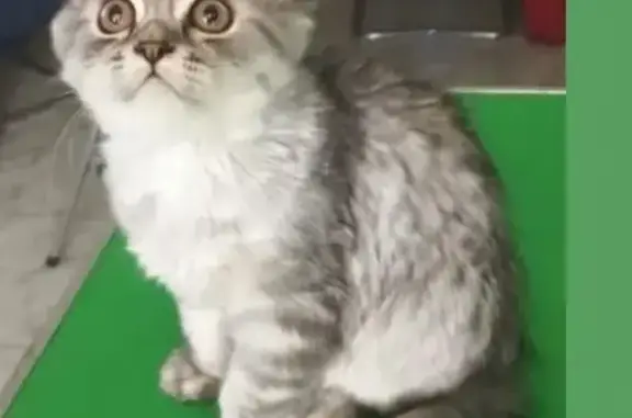 Gato Persa Gris Perdido en Navalperal
