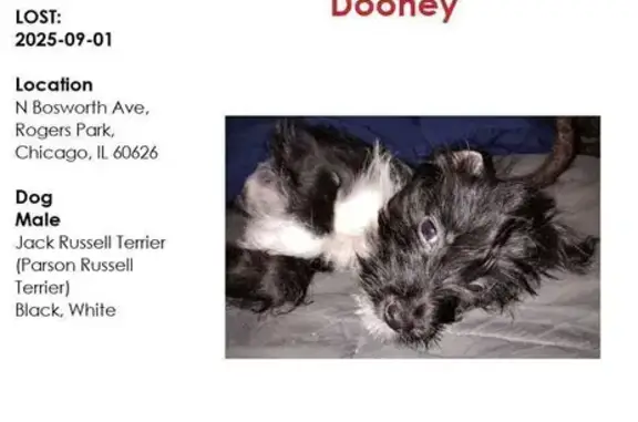 Lost Small Dog: Black & White, N. Bosworth