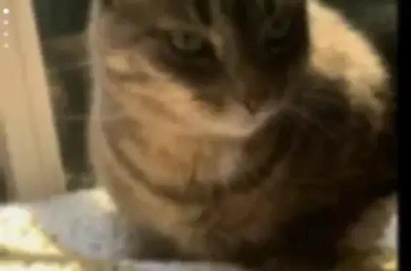 Lost Tabby with Cone on Gates Ave 949