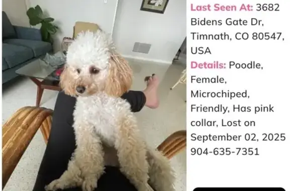 Lost White Toy Poodle in Timnath, CO