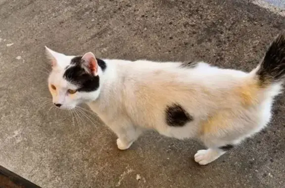 Chat perdu, Louhans, photo: Chat perdu à Louhans : Fillou, 4 ans