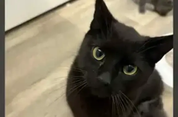 Lost Black Cat: Polydactyl & Green-Eyed!