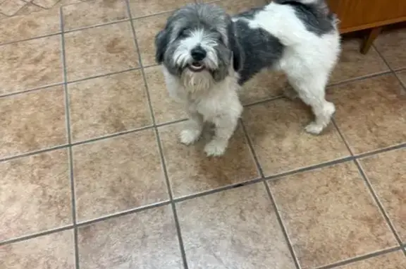 Lost and found pets Dallas, photo: Friendly Terrier Mix Found on Hoyle Ave