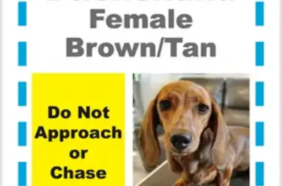Missing dog Algonquin, photo: Lost Brindle Dachshund in Algonquin