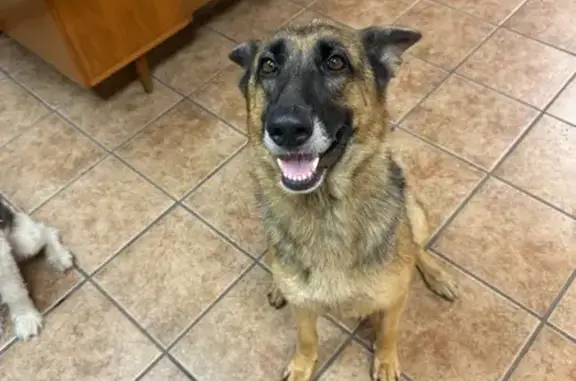 Lost and found pets Dallas, photo: Found: Sweet German Shepherd & Terrier Duo