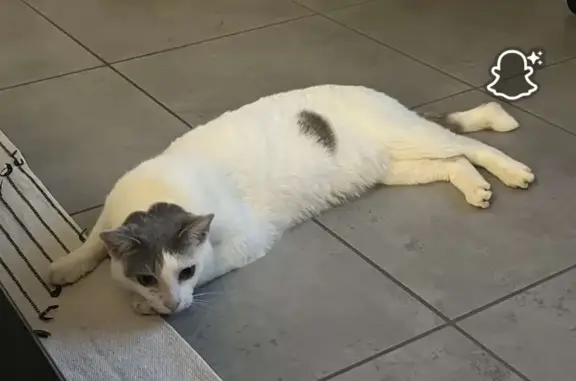 Animaux perdus Scey-sur-Saône-et-Saint-Albin, photo: Chat perdu : blanc/gris, sociable, Scey-sur-Saône