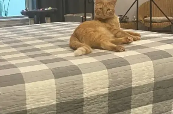 Lost Ginger Cat: Forest Terrace Area