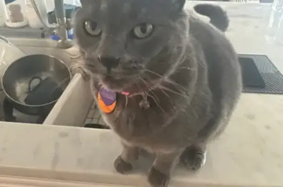 Lost pets , photo: Lost Gray Cat Slick - West Columbia, SC