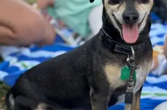 Help Find Skittish Chiweenie Murphy!