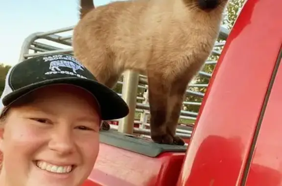 Lost Siamese Cat: 3-Toed, Friendly & Fixed
