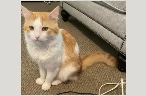 Lost Cat: White & Orange, Hazel Eyes
