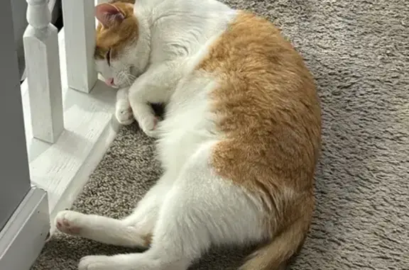 Friendly Limping Cat Lost Near Romeoville