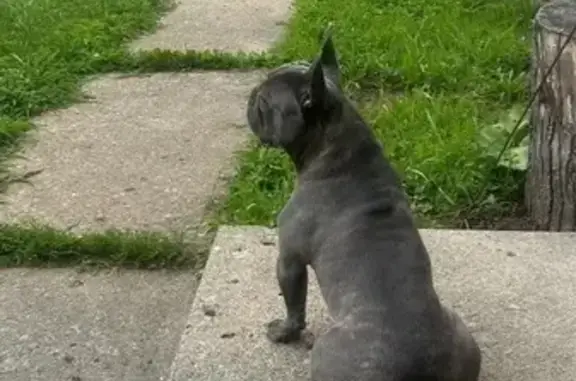 Lost Grey Frenchie 'Doobie' in Columbus