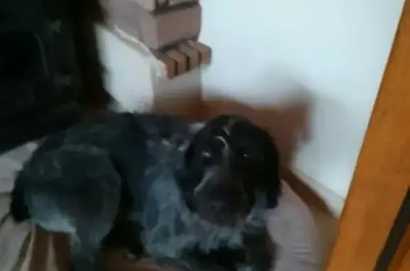 Chien perdue, craintive, Le Lude - photo