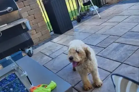 Missing dog Pickerington, photo: Lost Scared Dog in Pickerington Area
