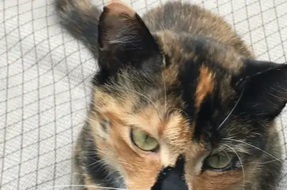 Lost Multicolor Cat in Cashiers, NC