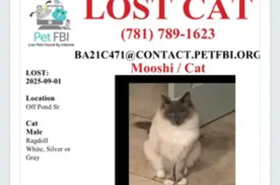 Lost Cat: Bandaged Face, Swan Ave