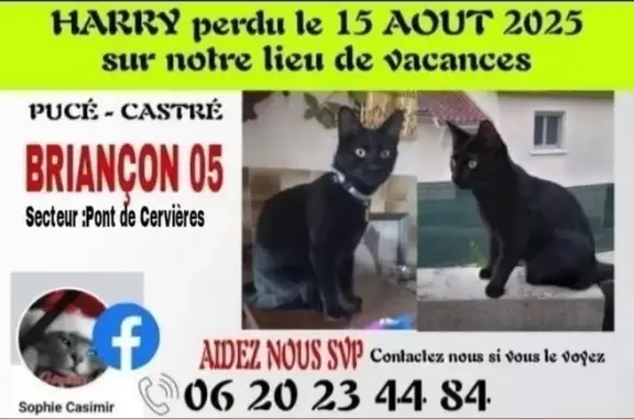 Chat perdu, , photo: Chat noir perdu, yeux jaunes, Briançon