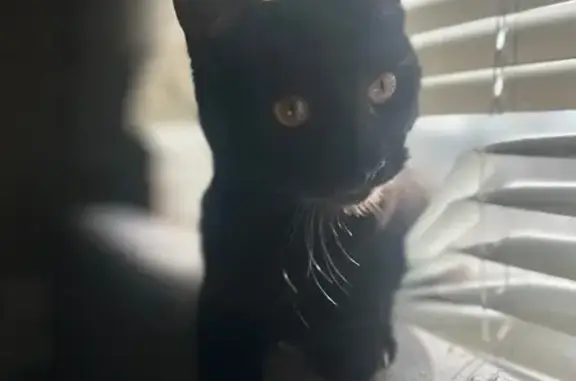 Lost Black Cat: Friendly & Cuddly in Milwaukee