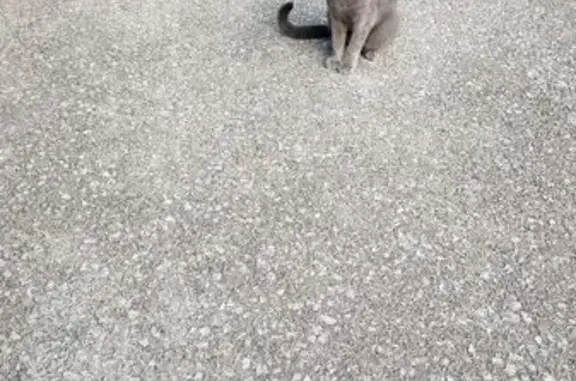Lost Grey Cat: Dale Drive, Winchester