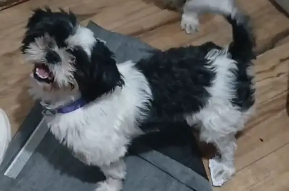Lost Dog: Timid Black & White in Edinburg