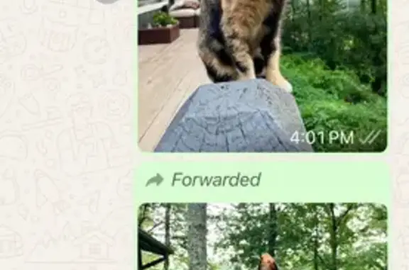 Help Find Diamond: Lost Cat in Cashiers, NC