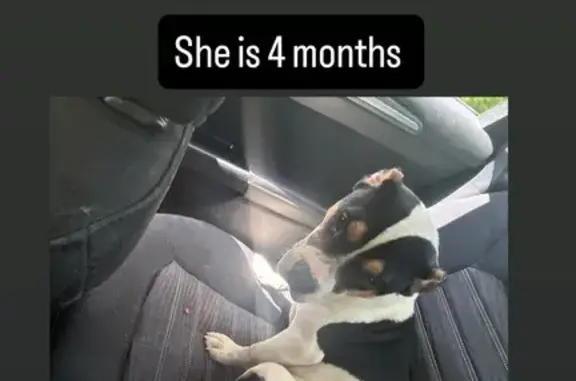 Lost Dog: Black & White with Brown Spots