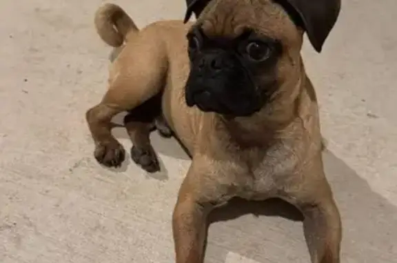 Lost and found pets New Braunfels, photo: Young Tan Dog Found in Meyers Meadow