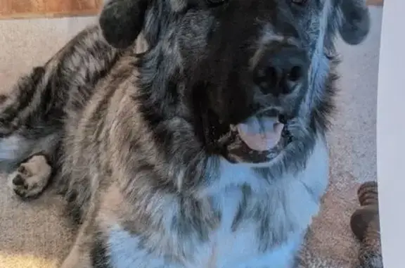 Lost Pyrenees Mastiff Mix in Foxboro