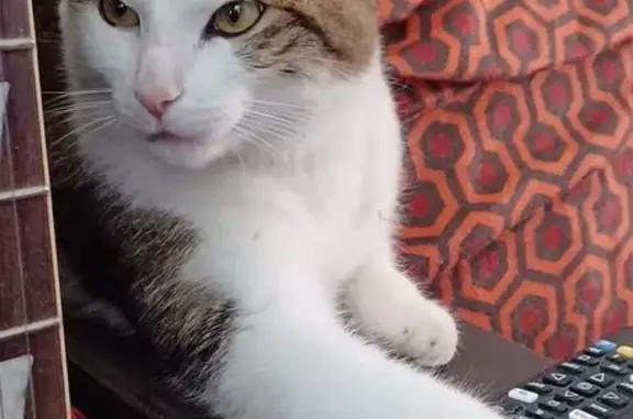 Found: Friendly Tabby Cat in B...