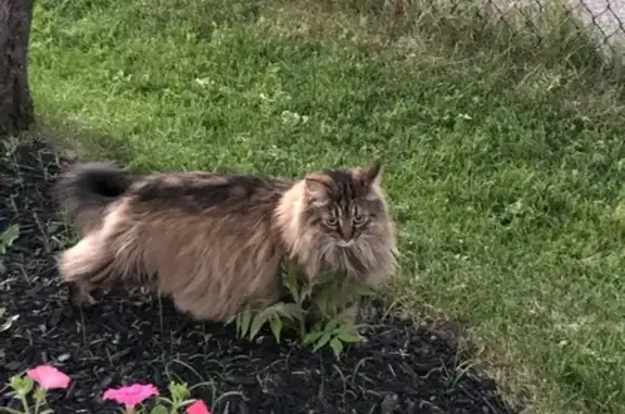 Lost Maine Coon: Fluffy, Green-Eyed Cat