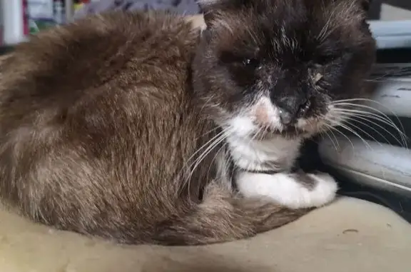 Animaux trouvés , photo: Chat malade trouvé à Cognat-Lyonne