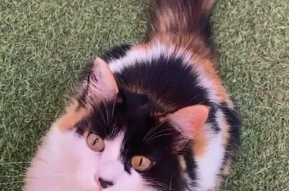 Animaux perdus , photo: Chatte perdue à Nîmes : Olympe, docile