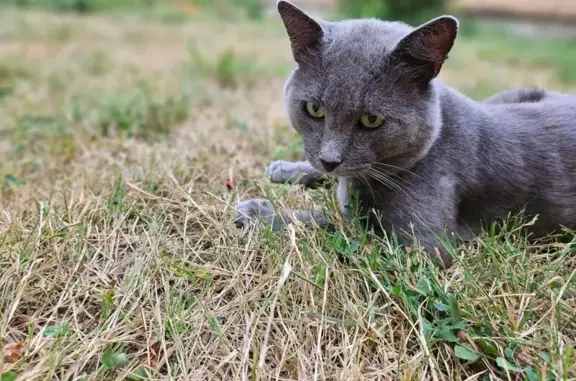 Chat trouvé Rue du Bas Paradis, Niort - photo