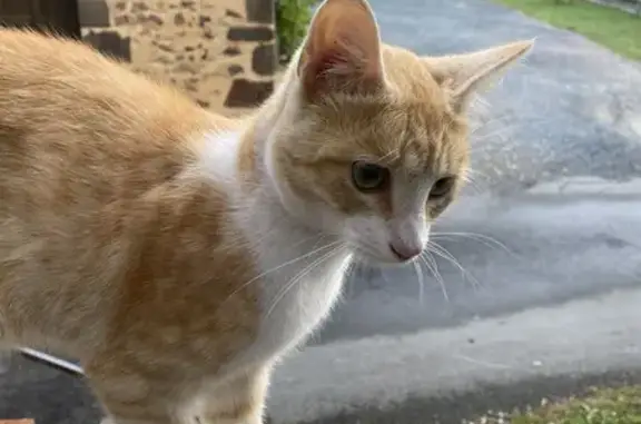Chaton blanc et roux trouvé à Saintigny - photo
