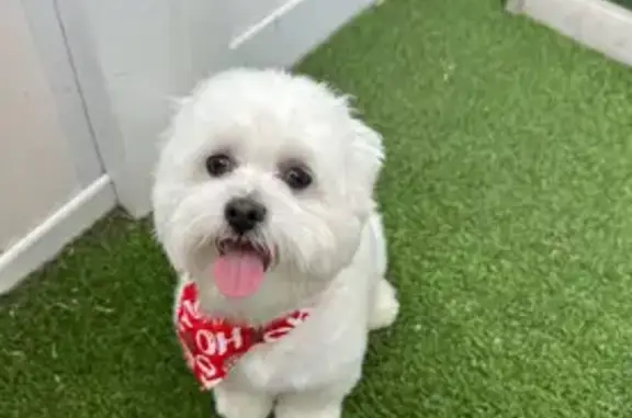 Lost pets Hialeah, photo: Lost Dog: Fluffy White Tail in Hialeah