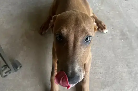Found dog Mesa, photo: Found Dog: Light Brown, Blue Eyes - Mesa