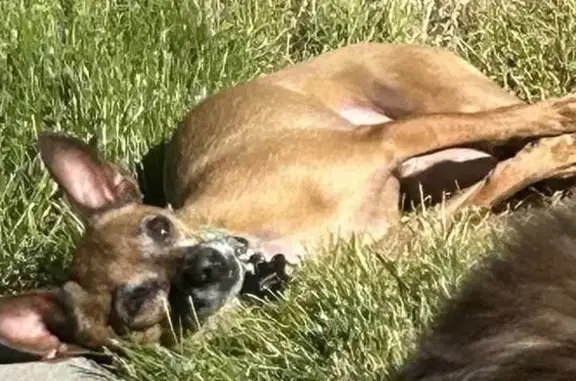 Missing dog Buhl, photo: Help Find Kuvo: Lost Chihuahua Mix