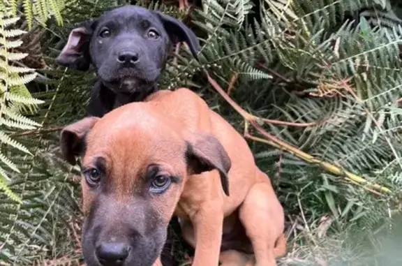 Chiens trouvés chemin des Tamarins - photo