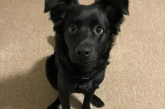 Lost Fluffy Border Collie in Aurora
