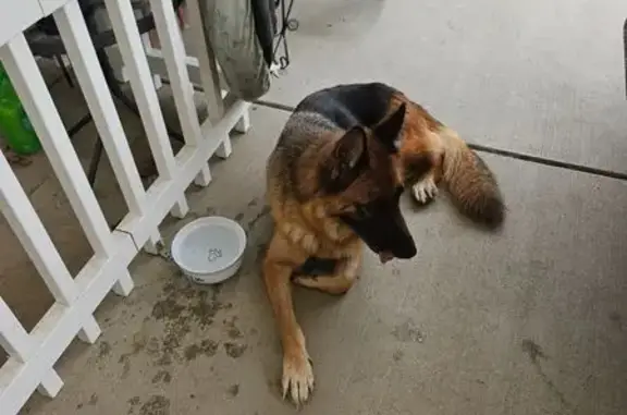 Found dog , photo: Found: Young Female Dog in Dixie Area
