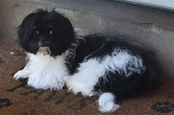 Lost Shih Tzu: Black & White, 1.5 Yrs Old