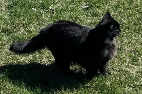 Lost and found pets Missoula, photo: Lost Black Cat: Shade, Polydactyl, Microchipped